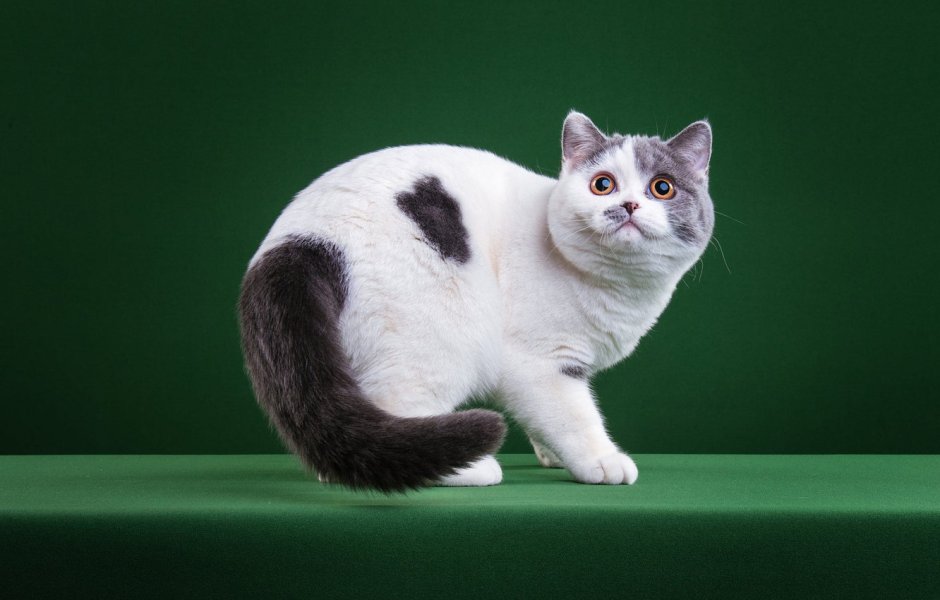 Британский кот серо белый пятнистый