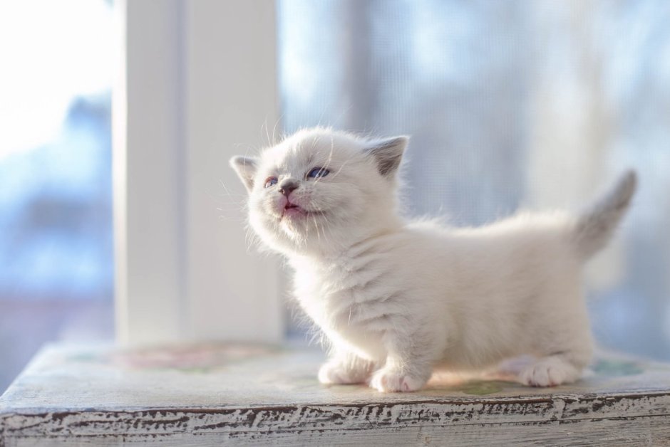 Манчкин Менуэт котята