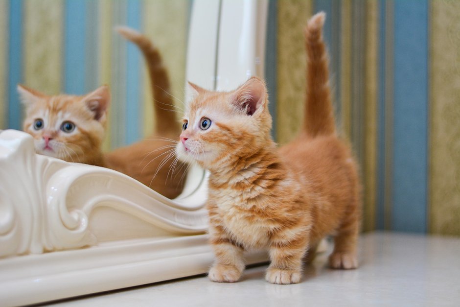Коты Манчкин рыжие