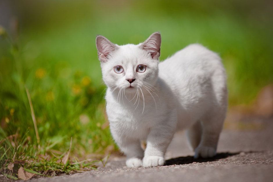 Манчкин кот