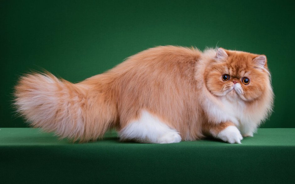 Манчкин длинношёрстный кошка