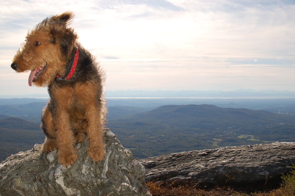 Airedale Terrier