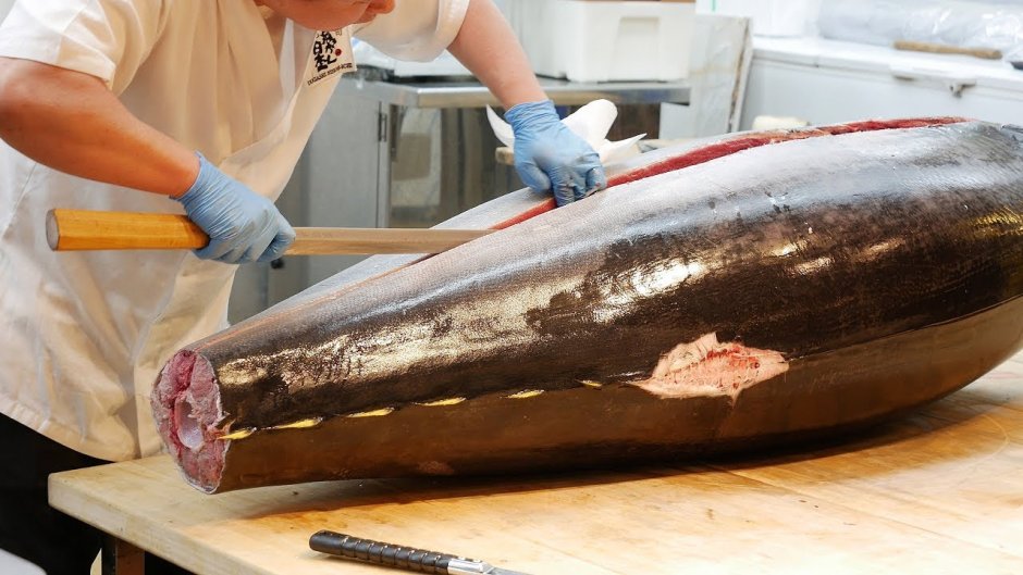 Giant Tuna Fish
