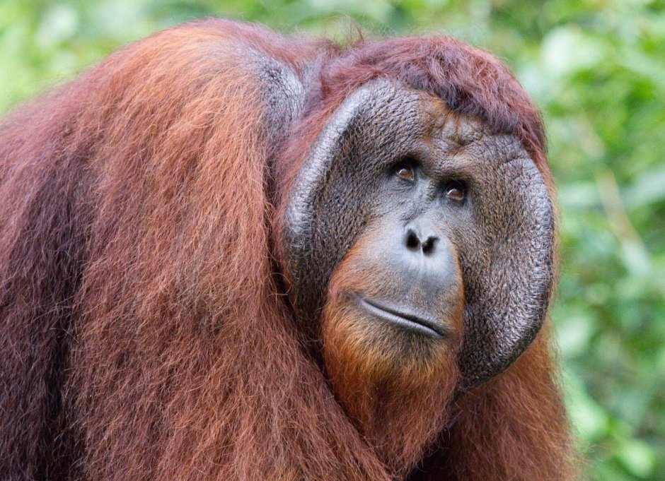 Орангутан (pongo pygmaeus)