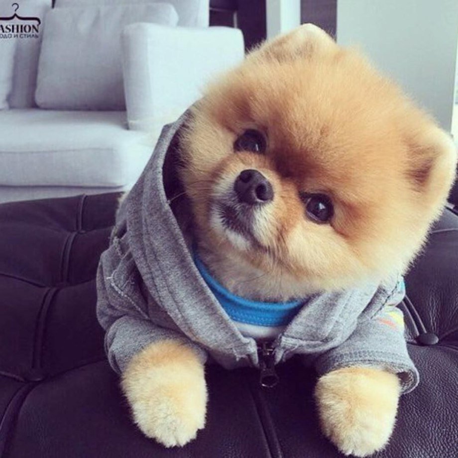 Померанский шпиц Jiff