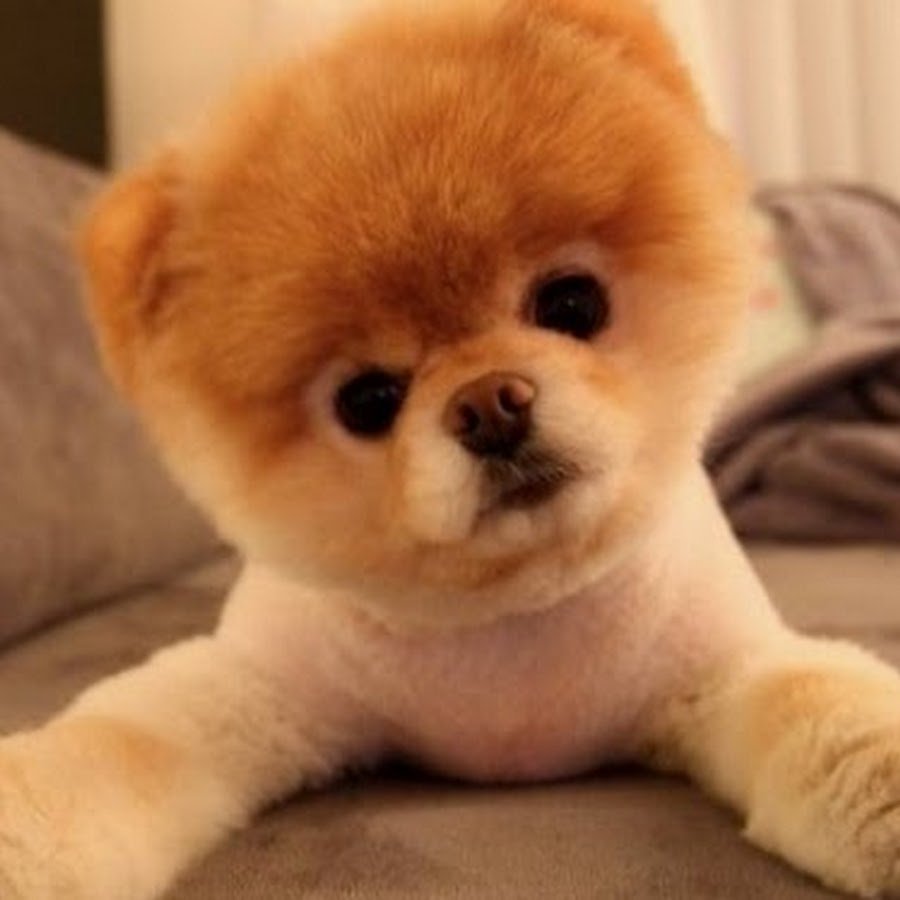 Шпиц померанский медвежьего