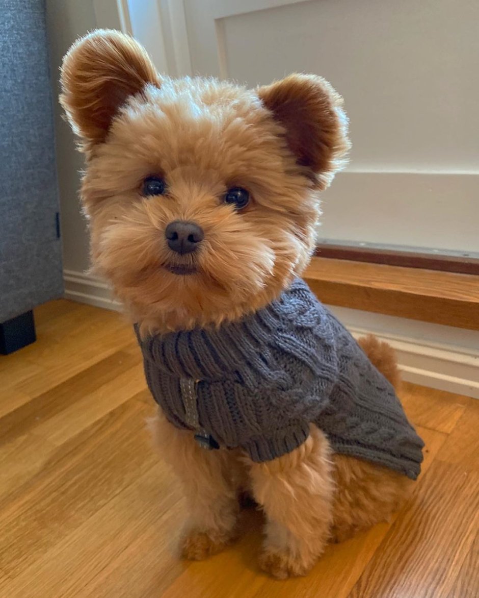 Маленькая собачка похожая на игрушку