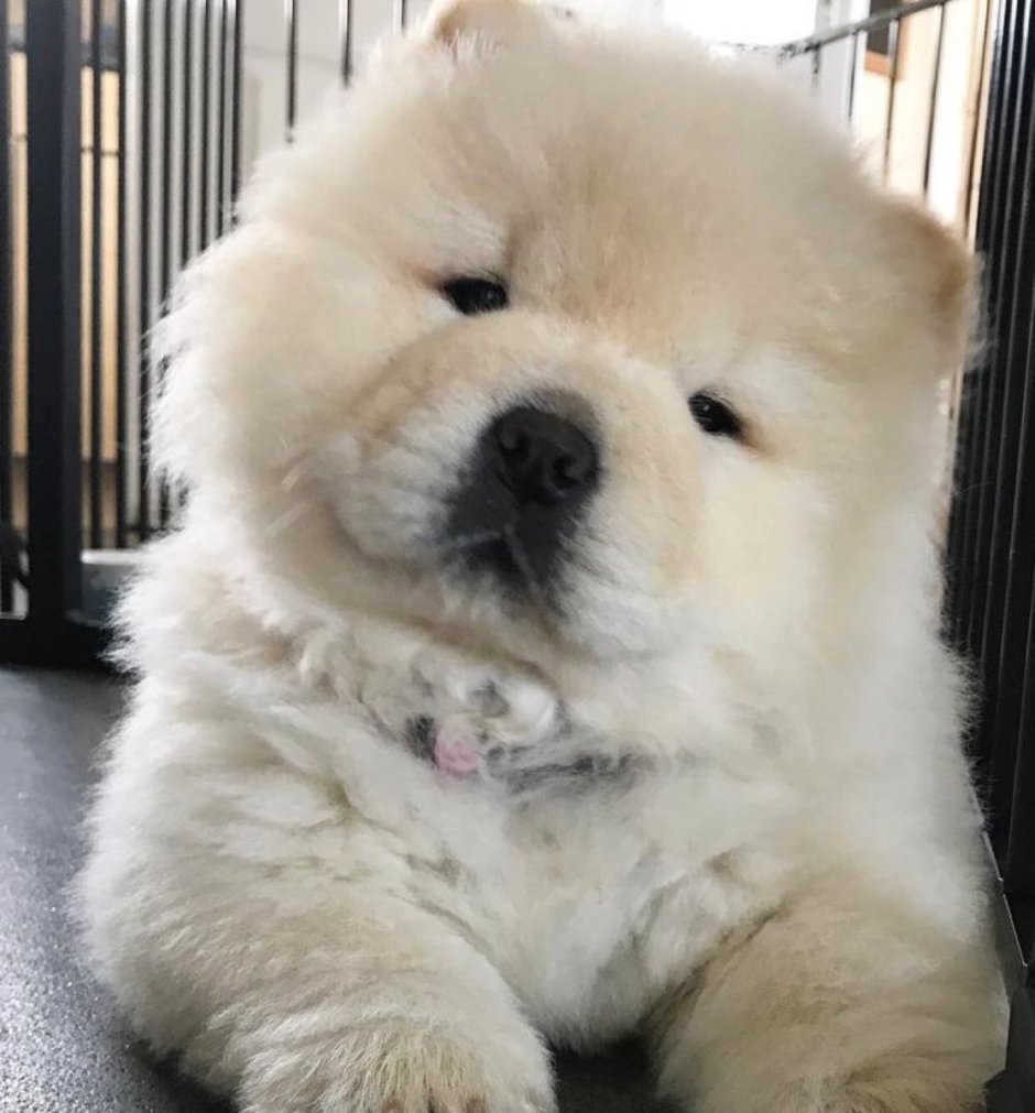 Чау чау белый щенок