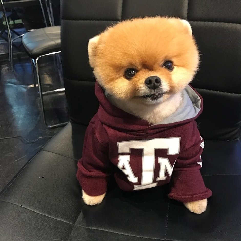 Померанский шпиц Jiff