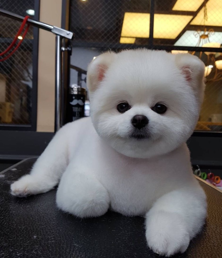 Померанский шпиц