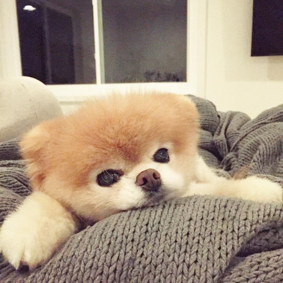 Самоедская лайка взрослая