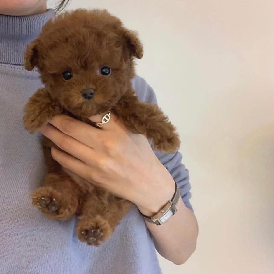 Той пудель Тедди Тикап