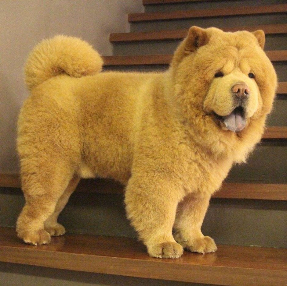 Самоед Медвежонок