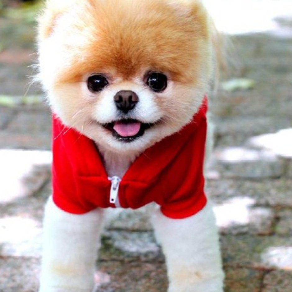 Маленькая плюшевая собачка Живая