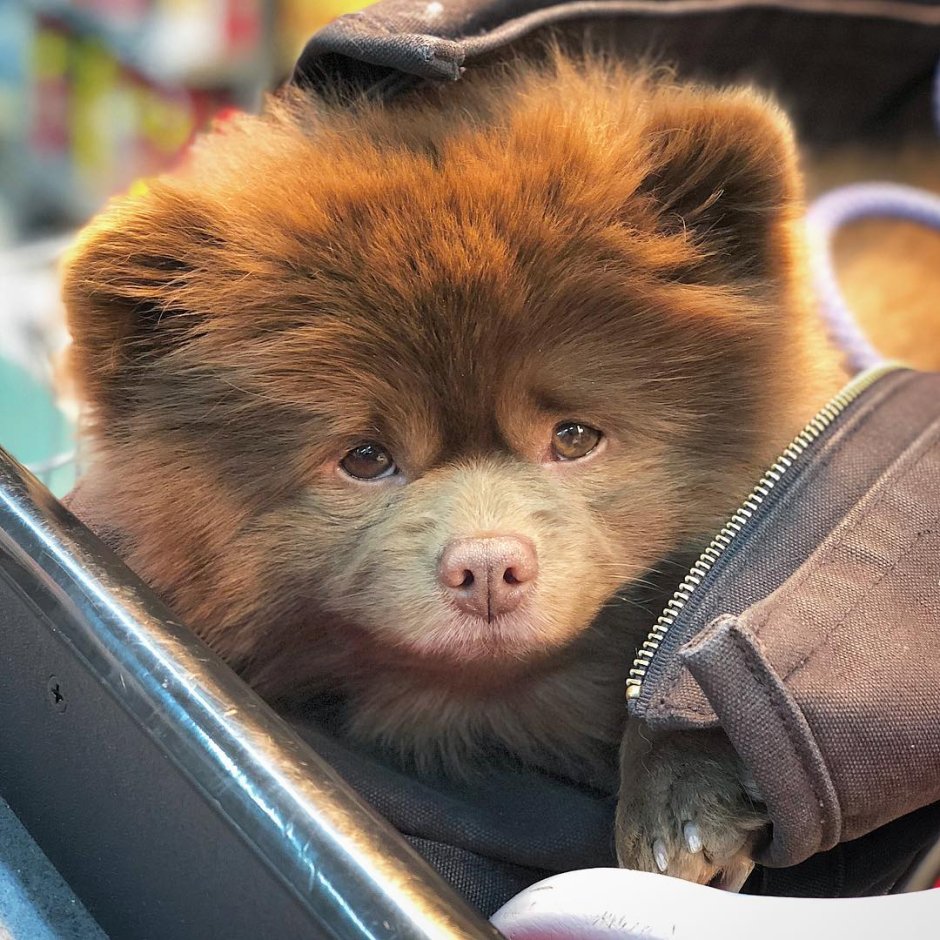 Померанский шпиц Бертрам