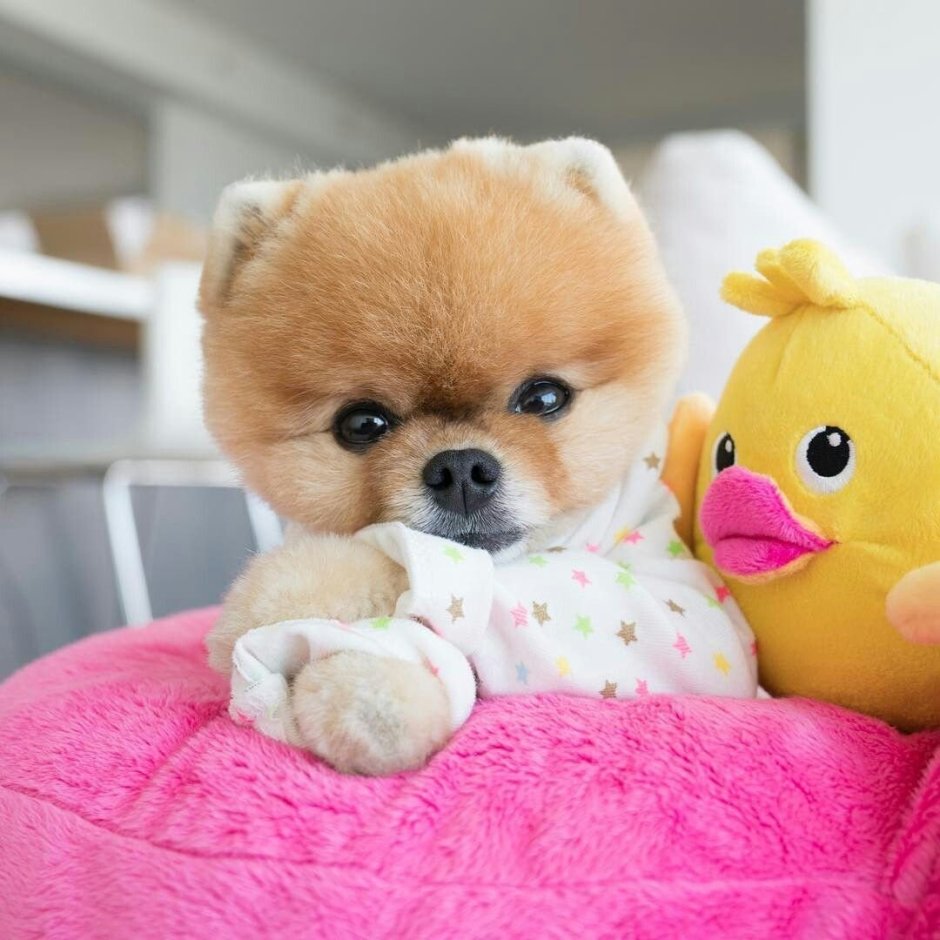 Померанский шпиц jiffpom