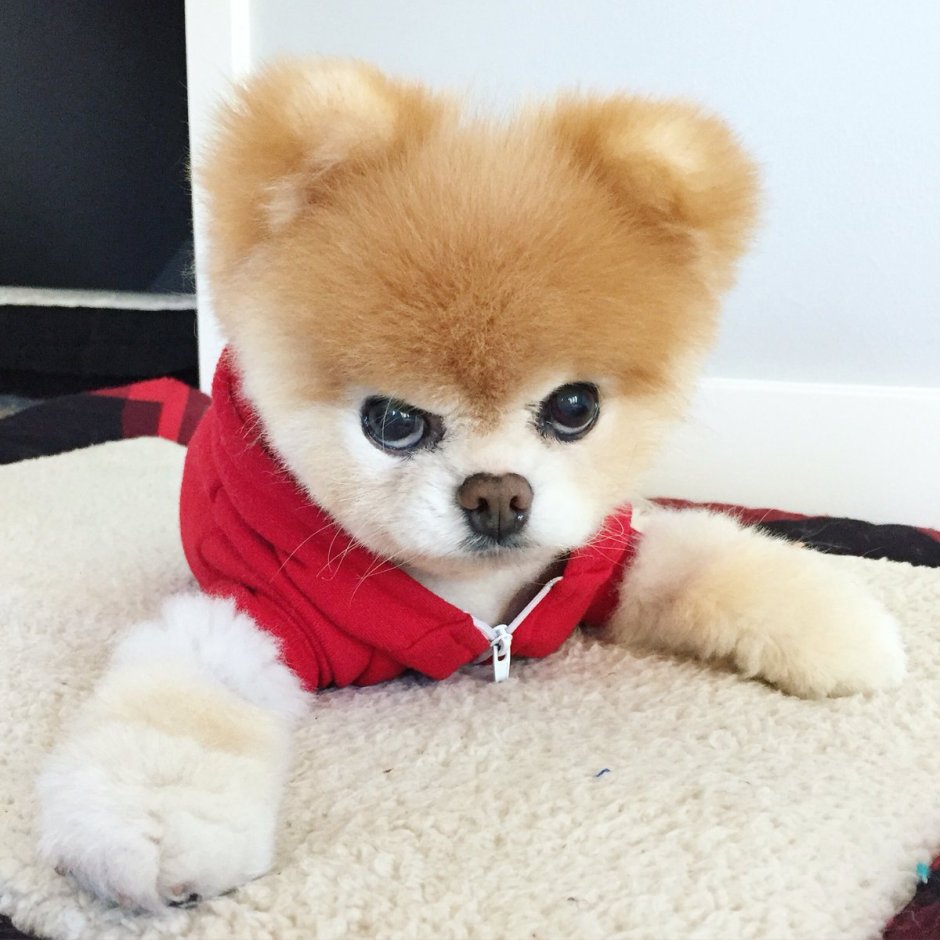 Шпиц jiffpom