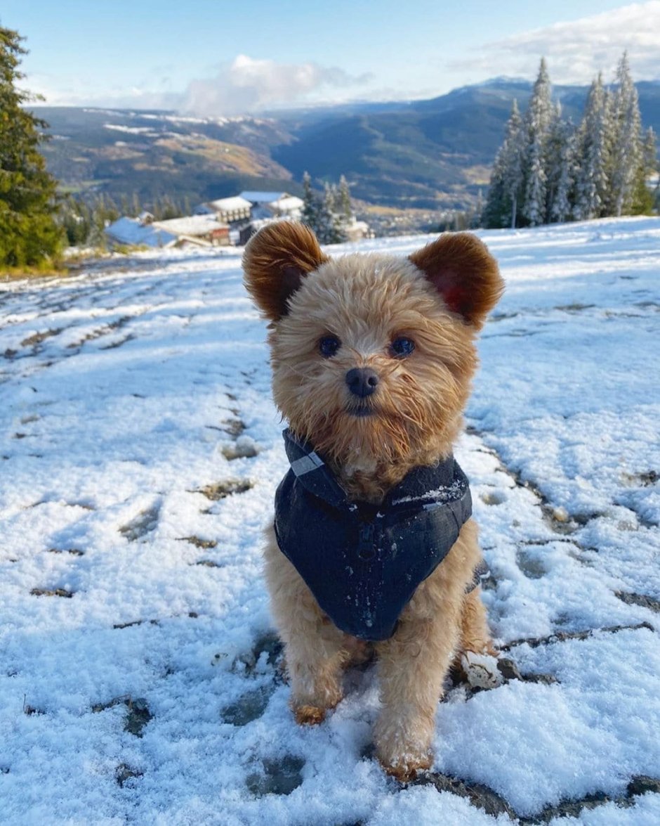 Собачки чау чау