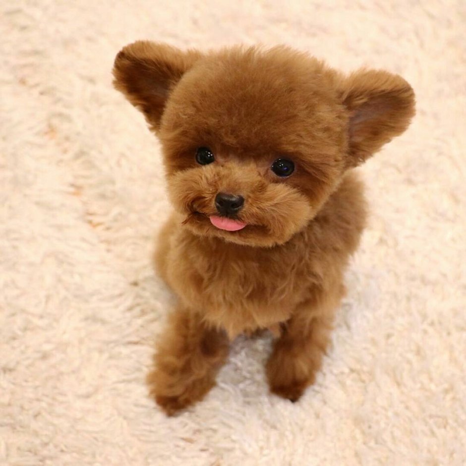 Плюшевая собака порода Тедди Беар