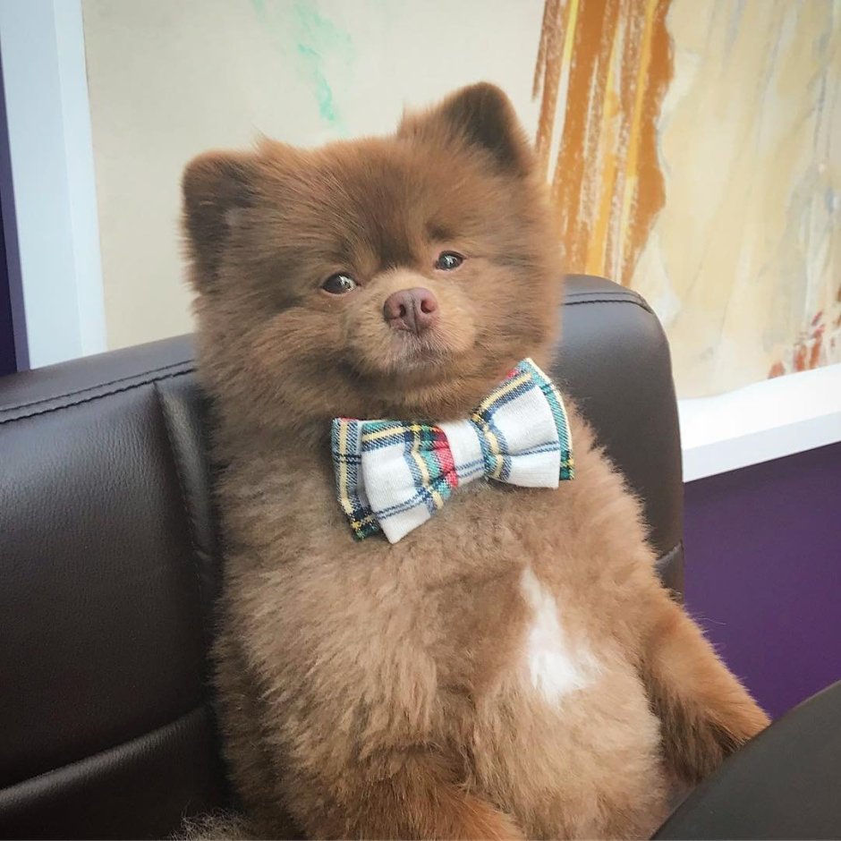 Померанский шпиц Бертрам