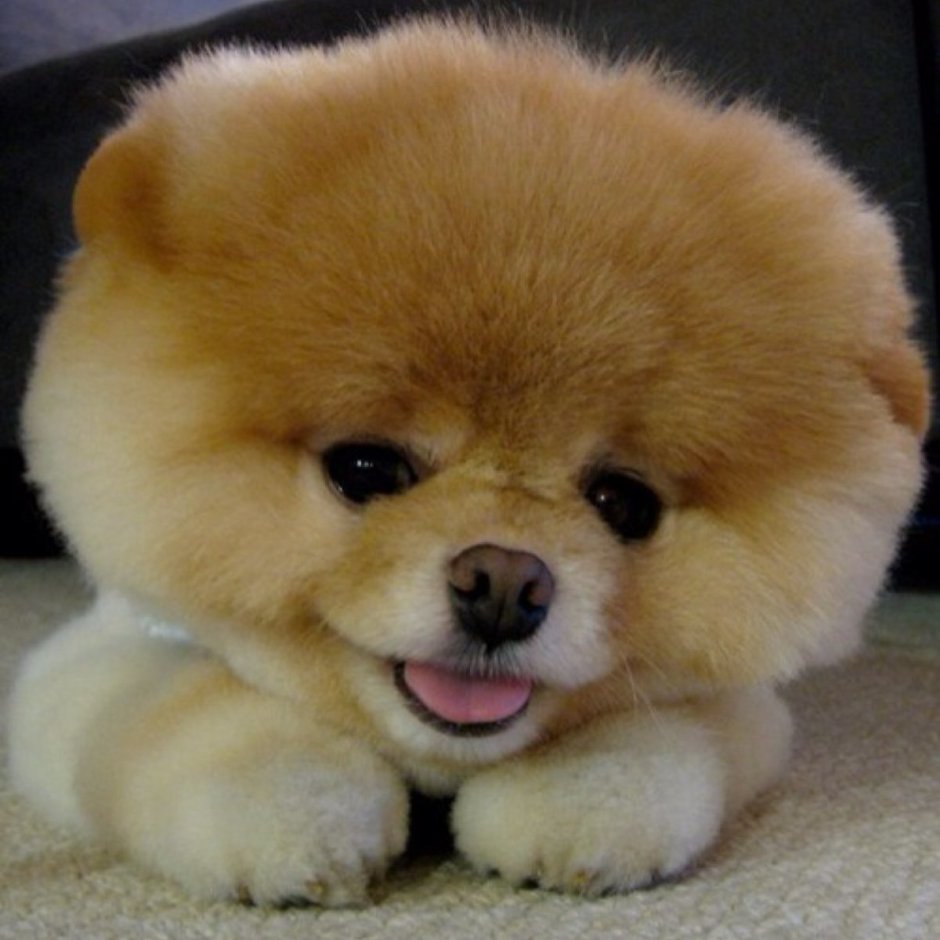 Померанский шпиц