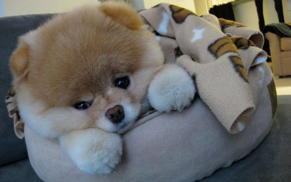 Тотошка собака Тотошка собака Тотошка собака Тотошка собака