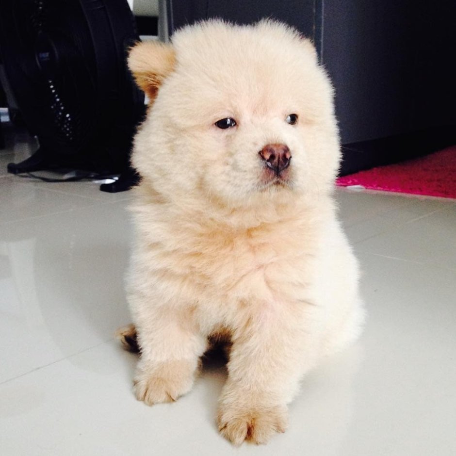 Чаудер порода