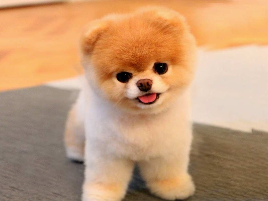 Чау чау плюшевый