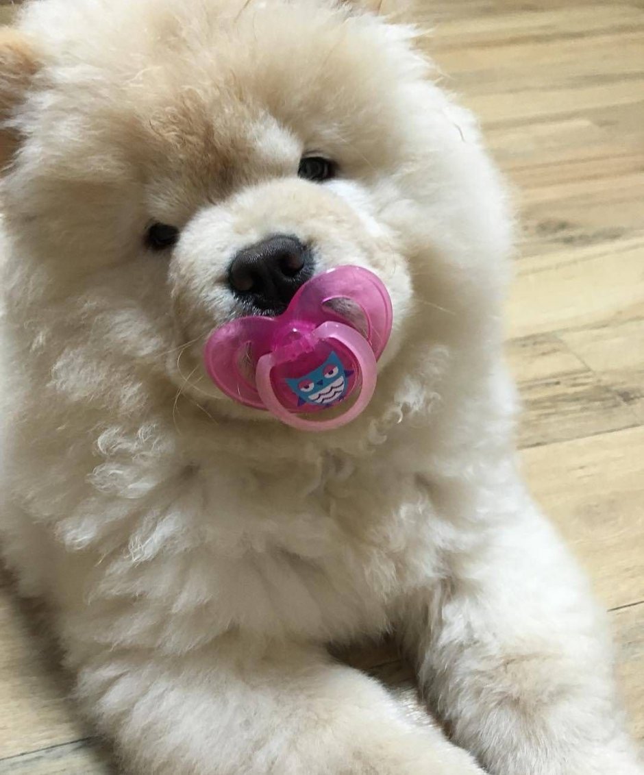 Флаффи Пуппи