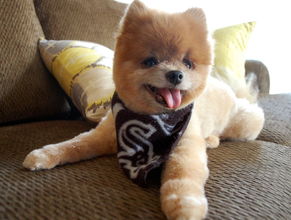 Маленькие плюшевые собачки