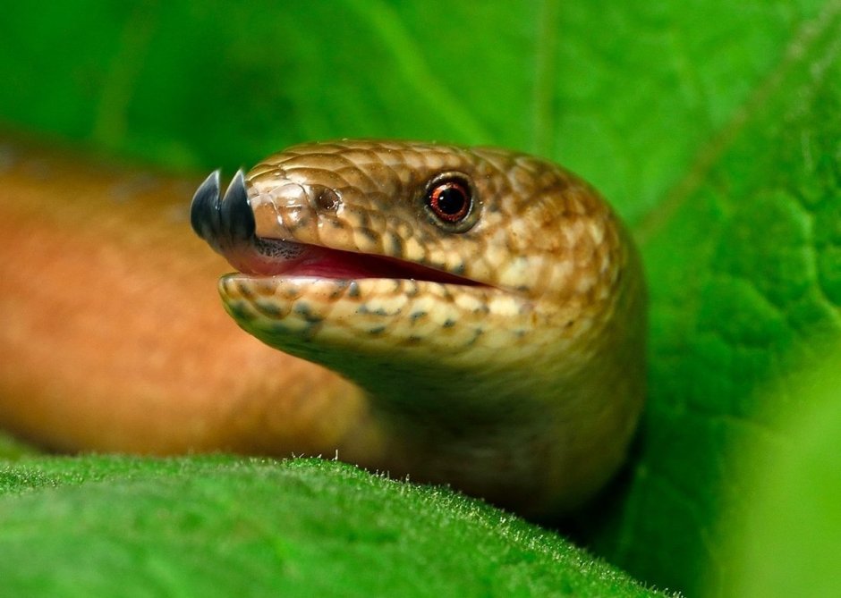 Желтобрюхий сцинк