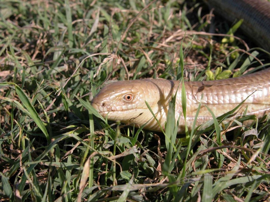 Змеи Абхазии желтопузик