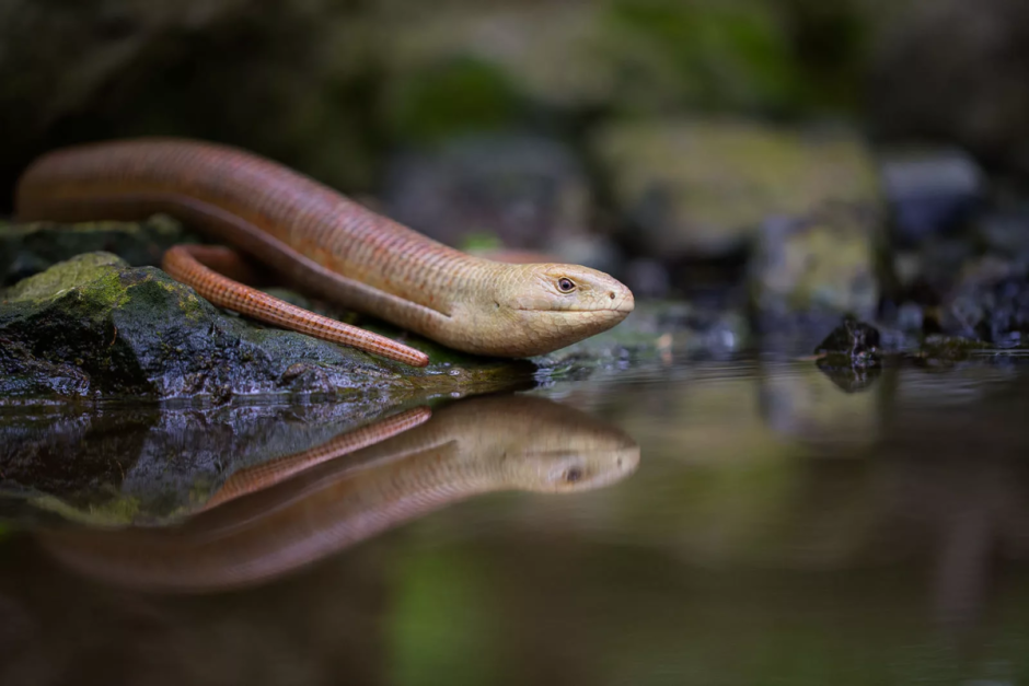 Безногая ящерица желтопузик