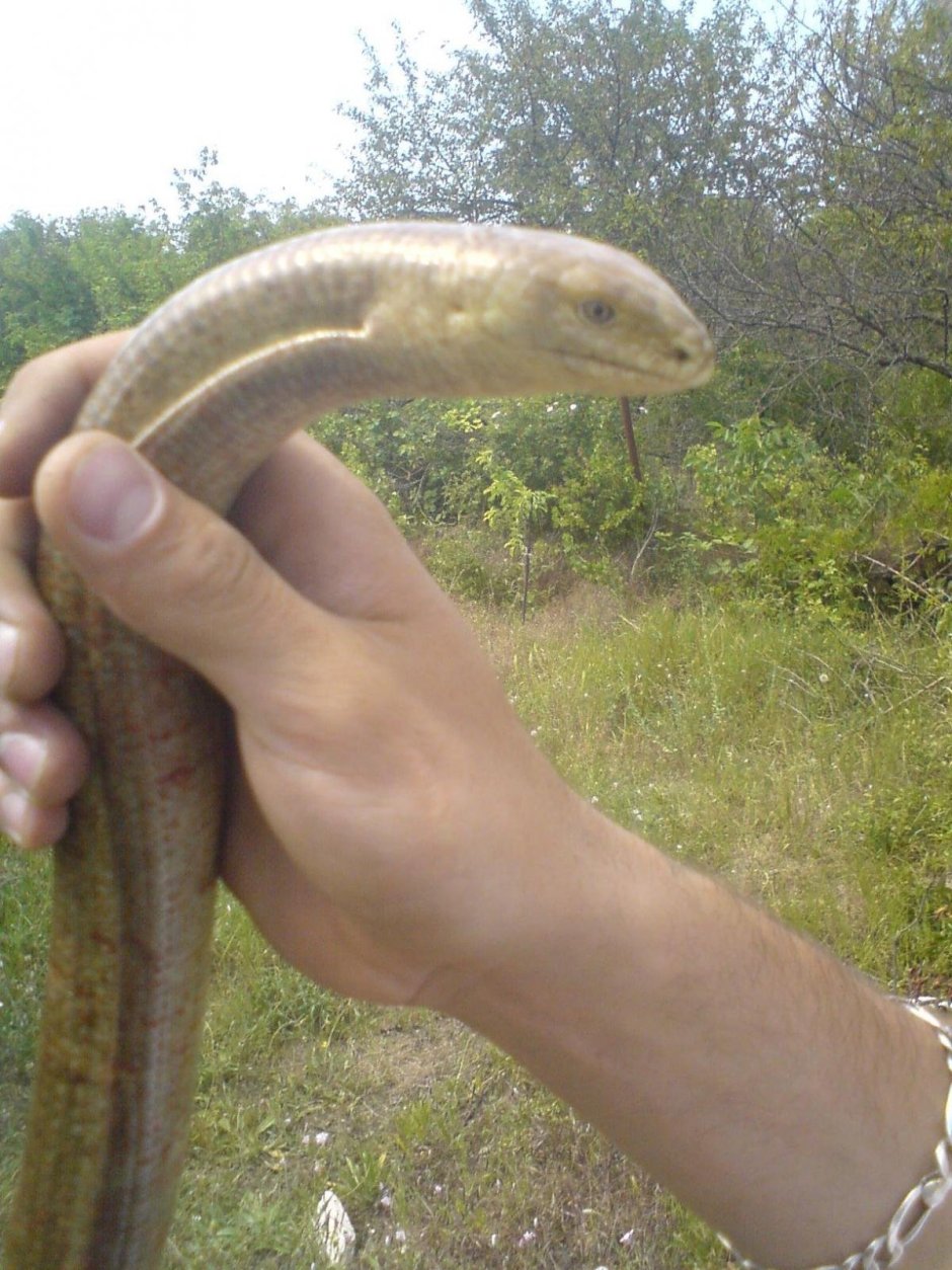 Рыбка желтопузик