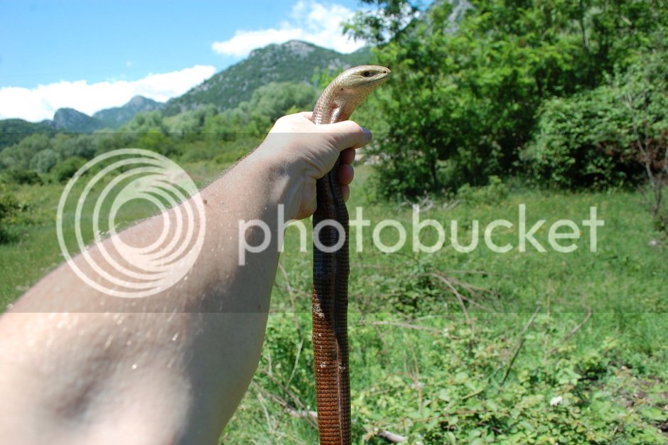 Язык желтопузика