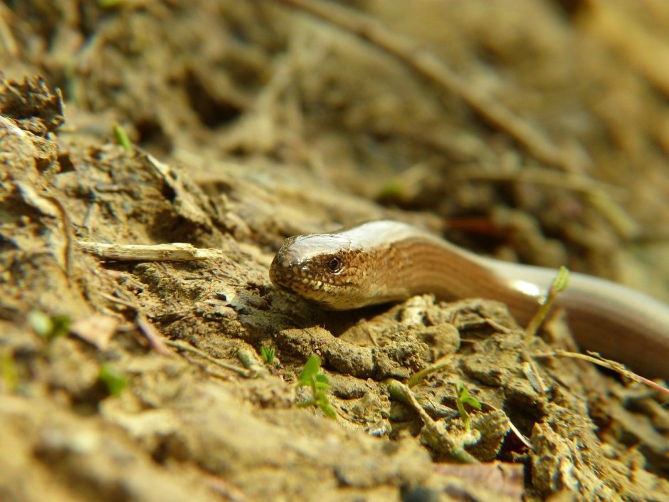 Крымский желтопузик ящерица