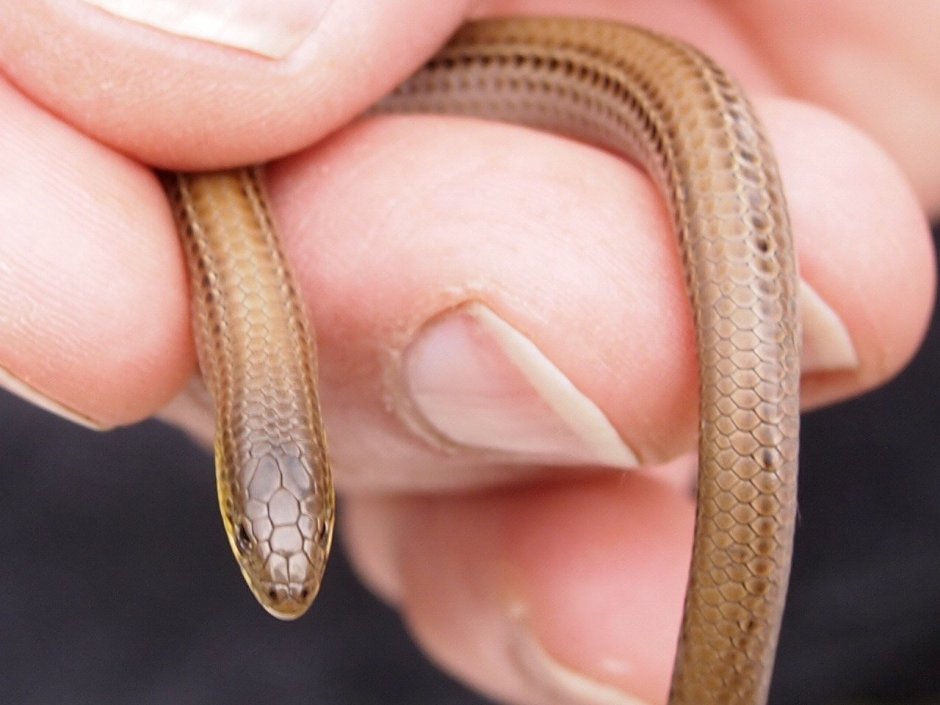 Безногая ящерица веретеница