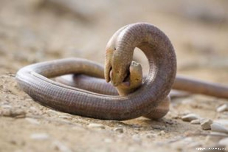 Желтобрюхий сцинк