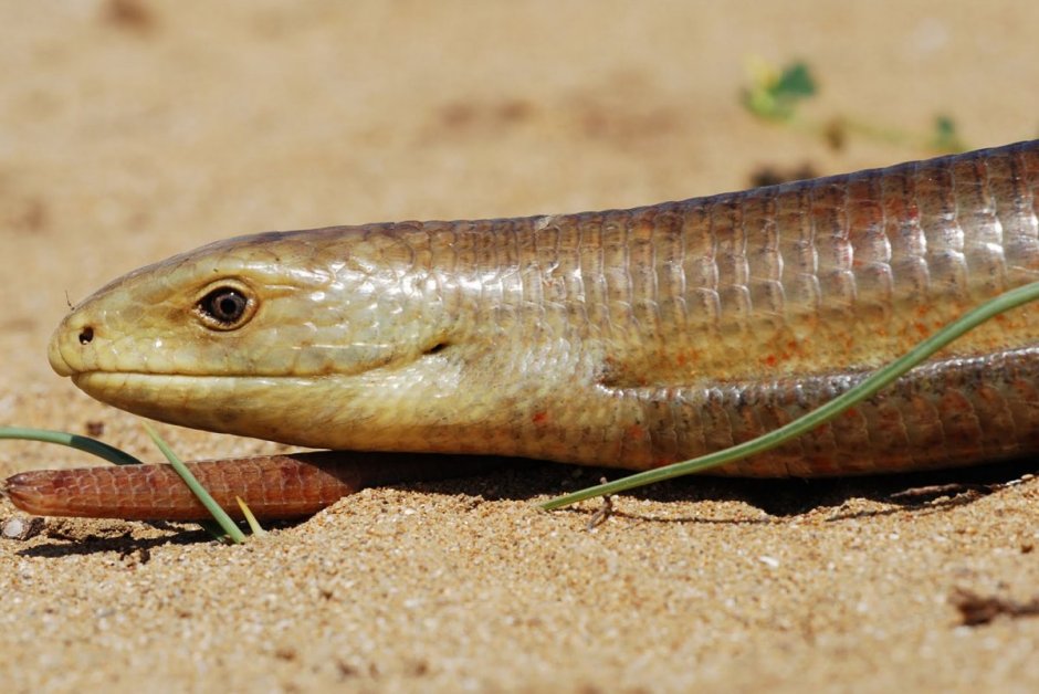 Крымский желтопузик ящерица