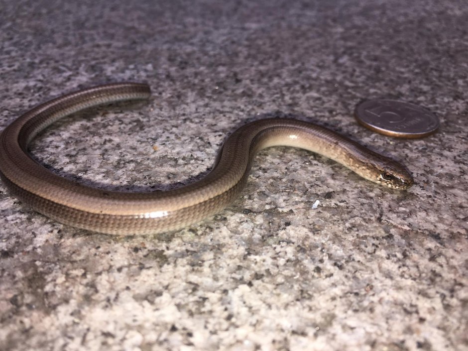 Желтопузик ящерица