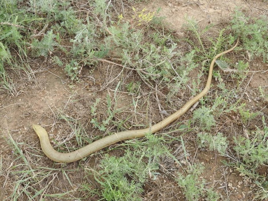 Джеронимская безногая ящерица