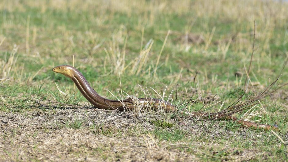 Желтопузик змея в Абхазии