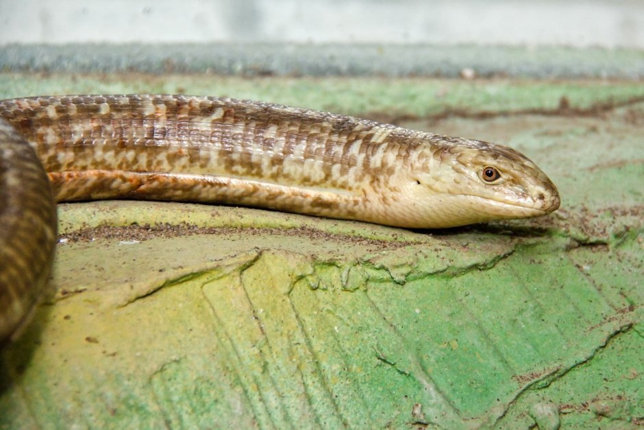 Желтопузик, или Глухарь