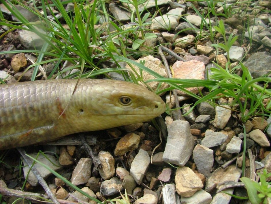 Питается ломкая веретеница