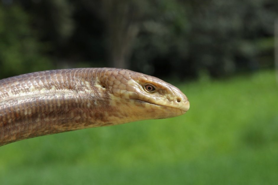 Безногая ящерица веретеница медянка