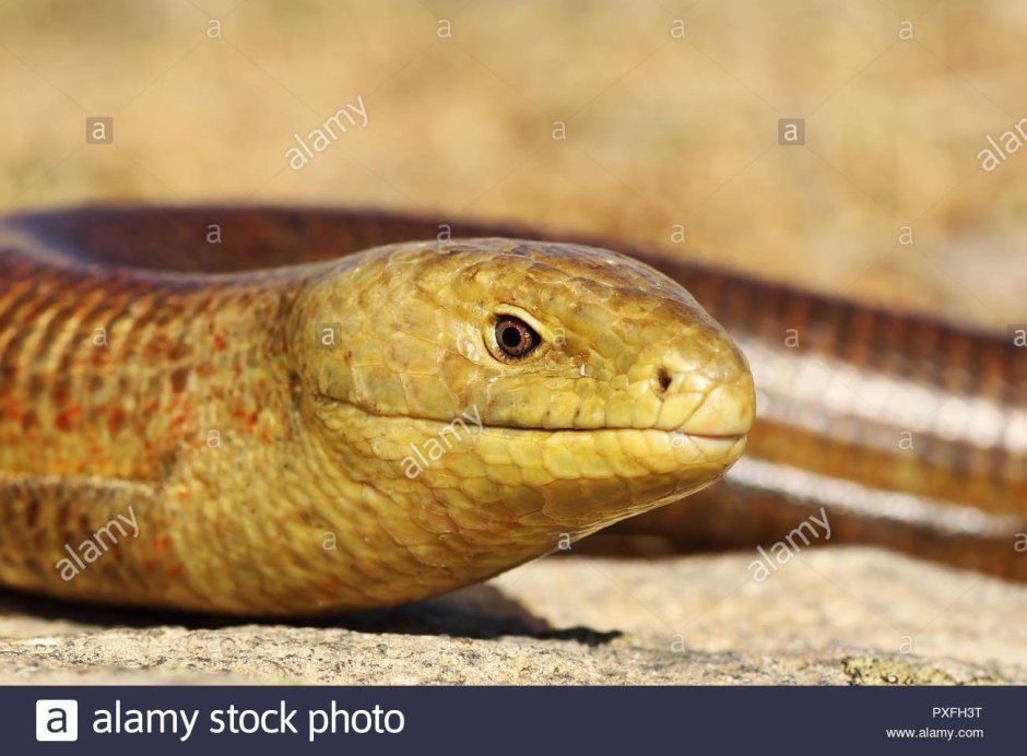 Желтопузик Крымский