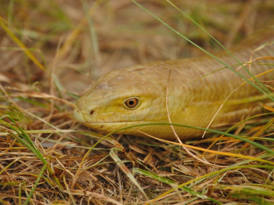 Желтопузик ящерица