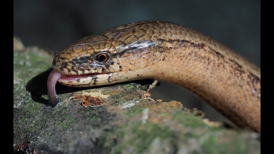 Желтопузик ящерица