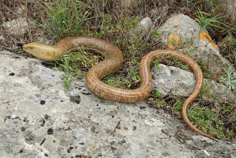 Желтопузик, или Глухарь