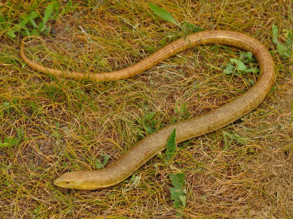 Полоз змея желтобрюхий